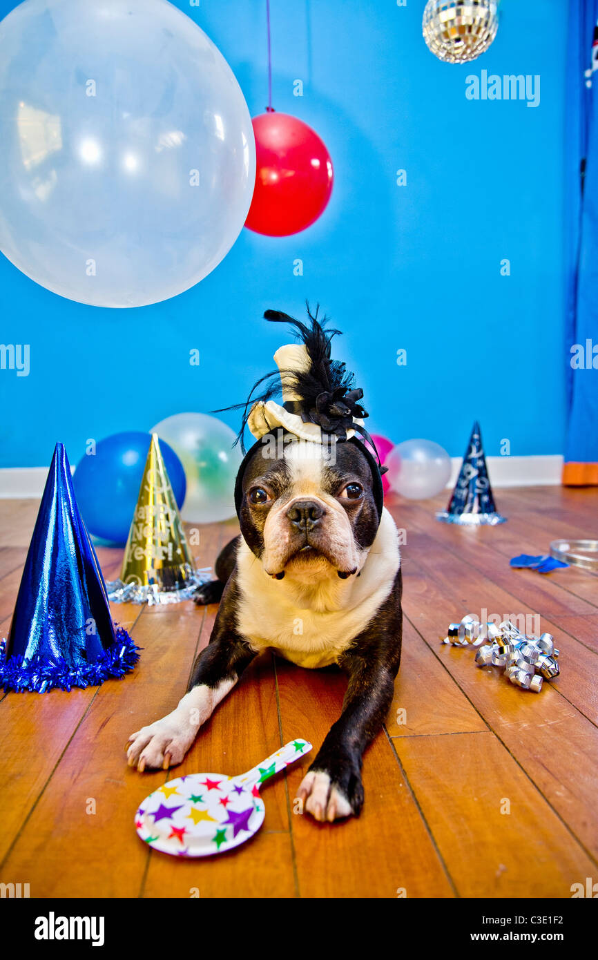 Partyhunde mit Hüten und Luftballons Stockfoto