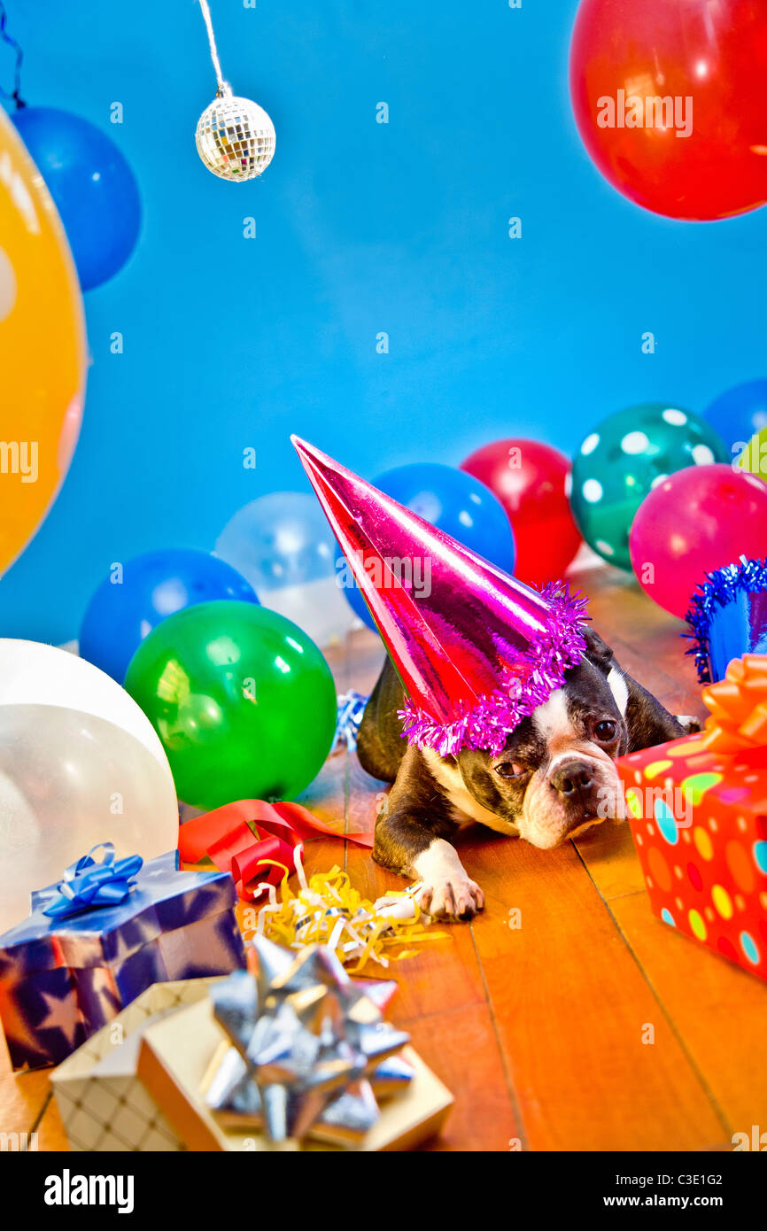 Partyhunde mit Hüten und Luftballons Stockfoto