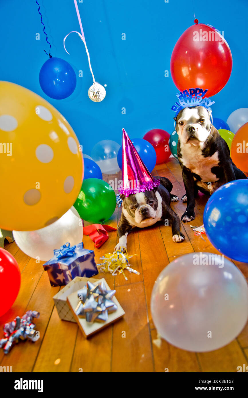 Partyhunde mit Hüten und Luftballons Stockfoto