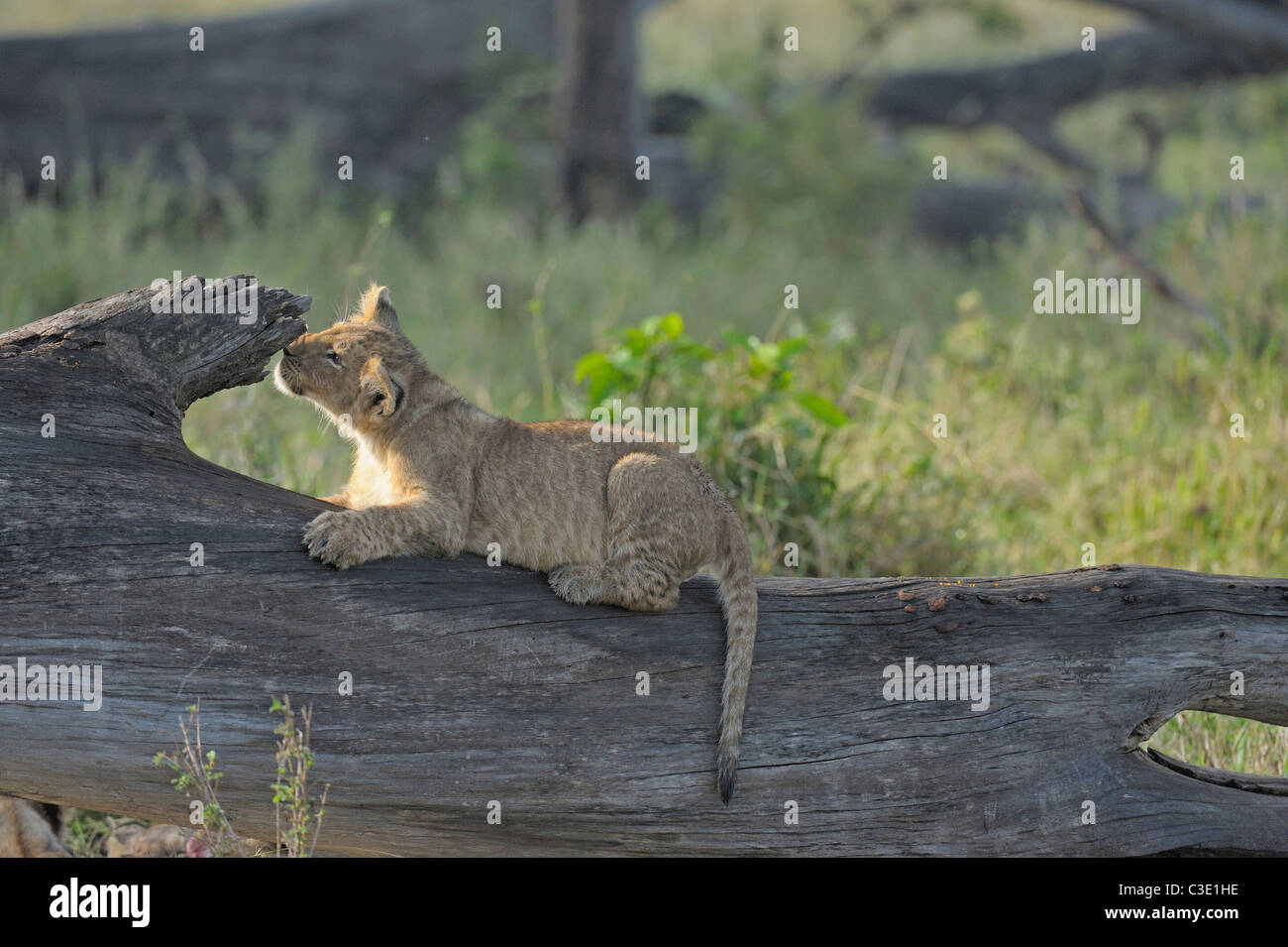Ein Löwenjunges spielen auf einen umgestürzten Baumstamm des Baumes in Masai Mara, Kenia, Afrika Stockfoto