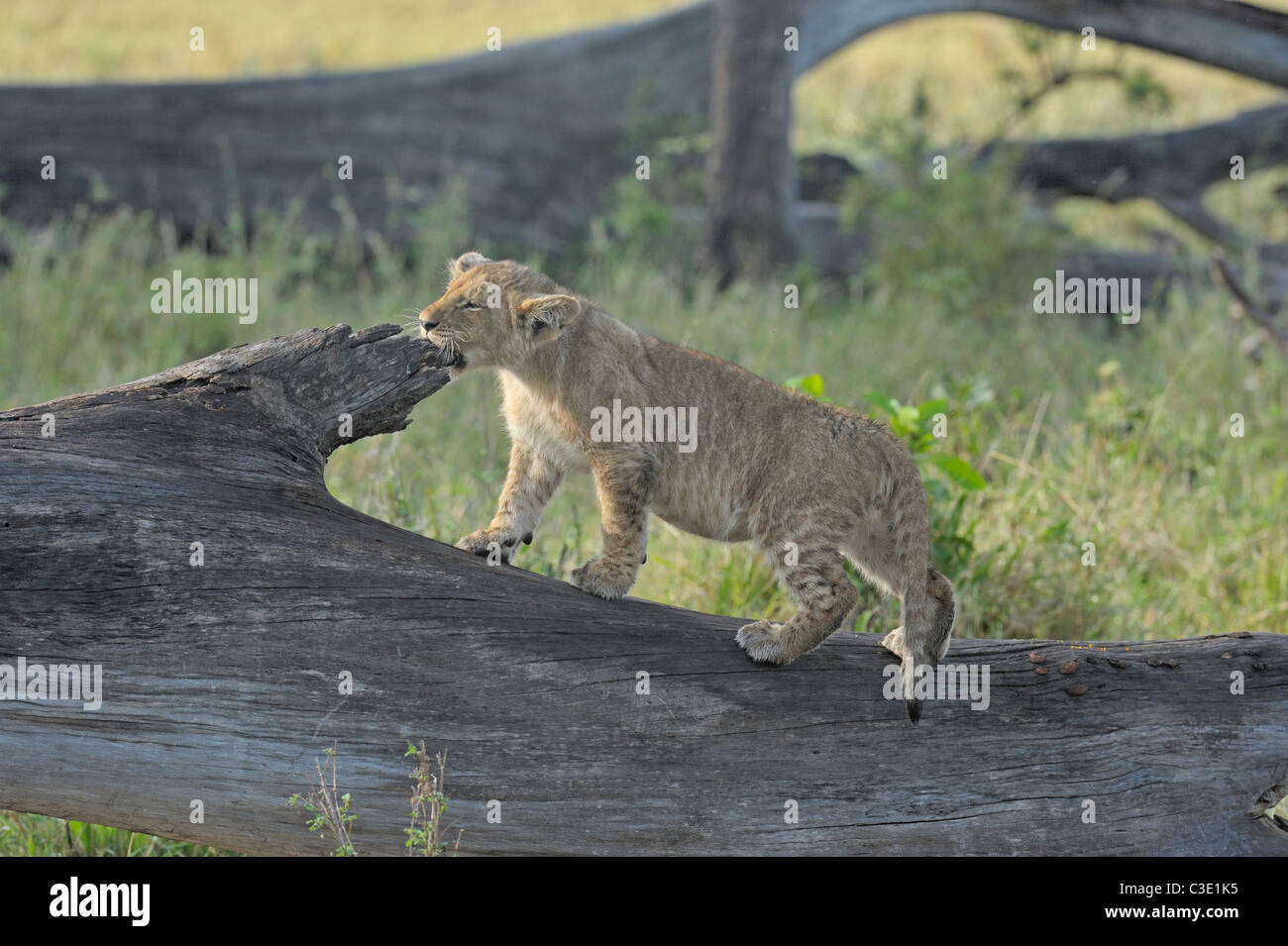 Ein Löwenjunges spielen auf einen umgestürzten Baumstamm des Baumes in Masai Mara, Kenia, Afrika Stockfoto