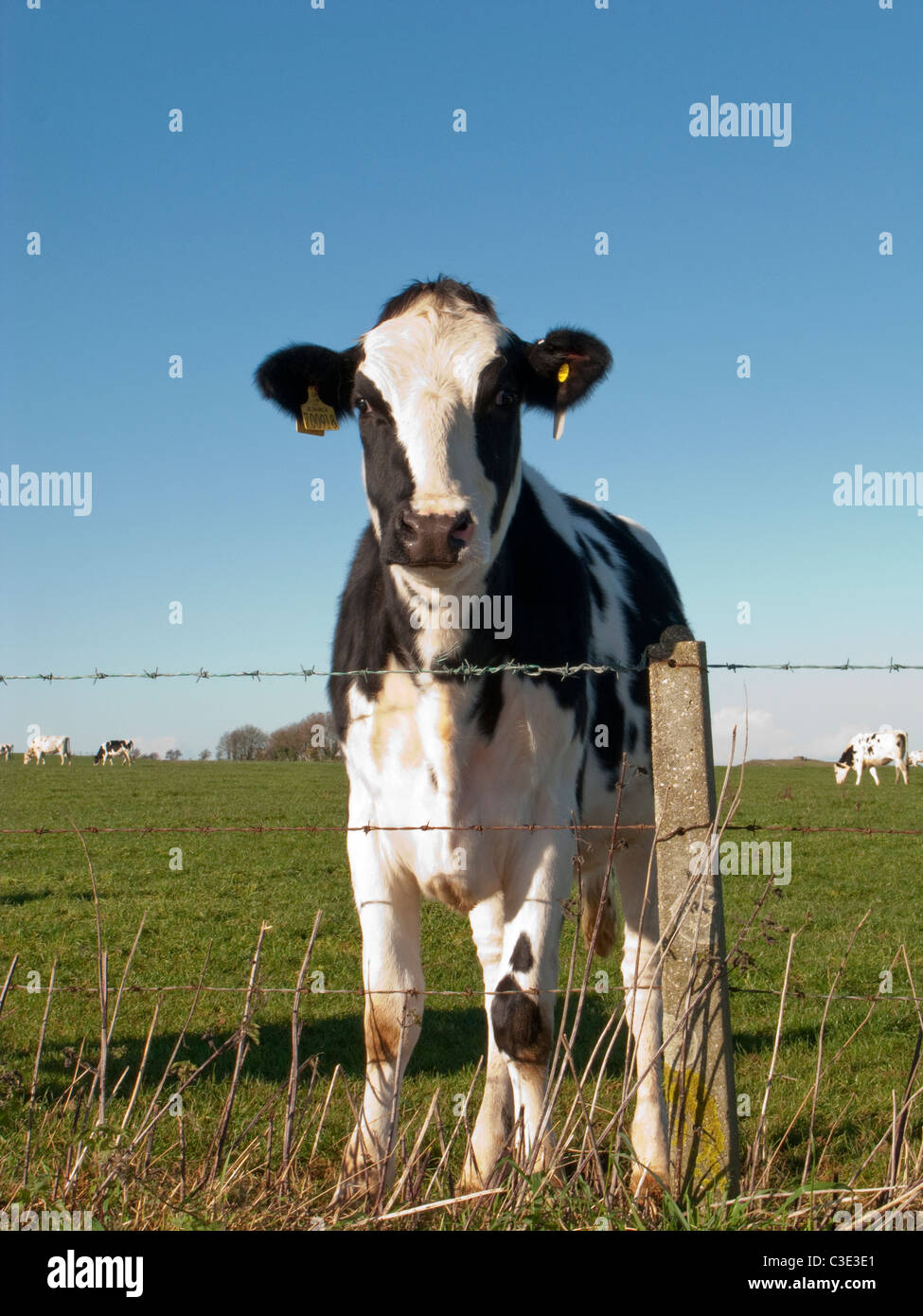 Holstein friesian rinder -Fotos und -Bildmaterial in hoher Auflösung ...