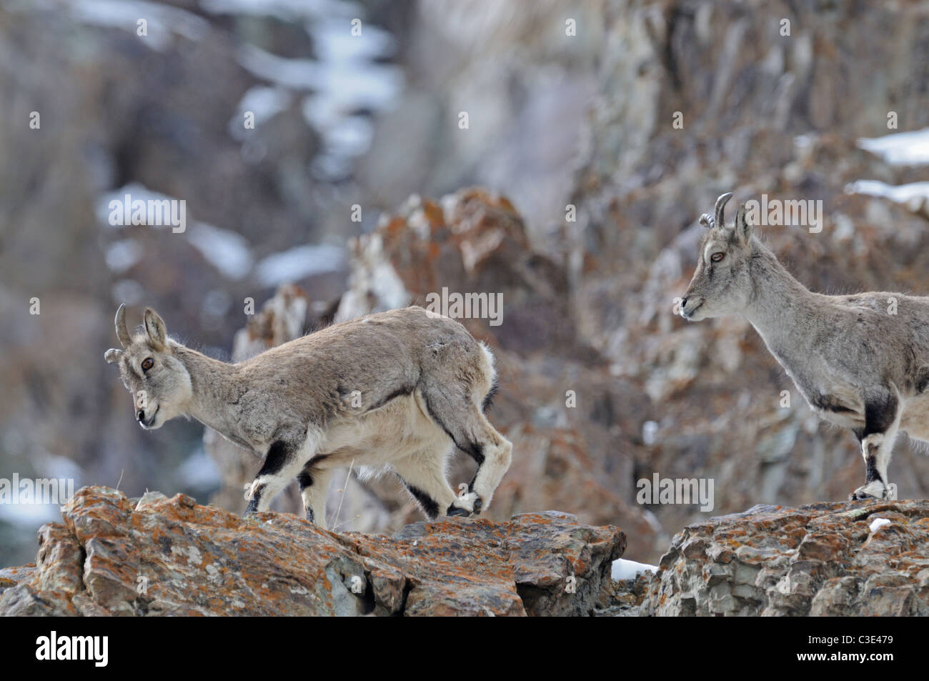 Blauschafe oder Himalaya blaue Schafe oder Naur, Pseudois Nayaur, auf einem Felsvorsprung in Hemis-Nationalpark, Travel, Indien Stockfoto