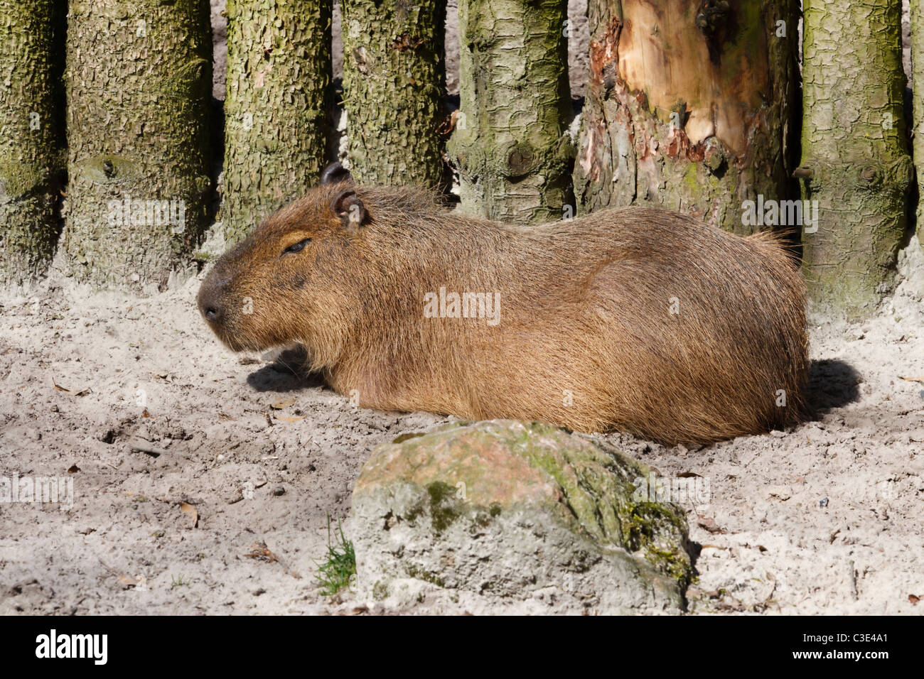 Bild von einem Wasserschwein (Hydrochoerus Hydrochaeris), auch bekannt als Capibara, chigüire Stockfoto