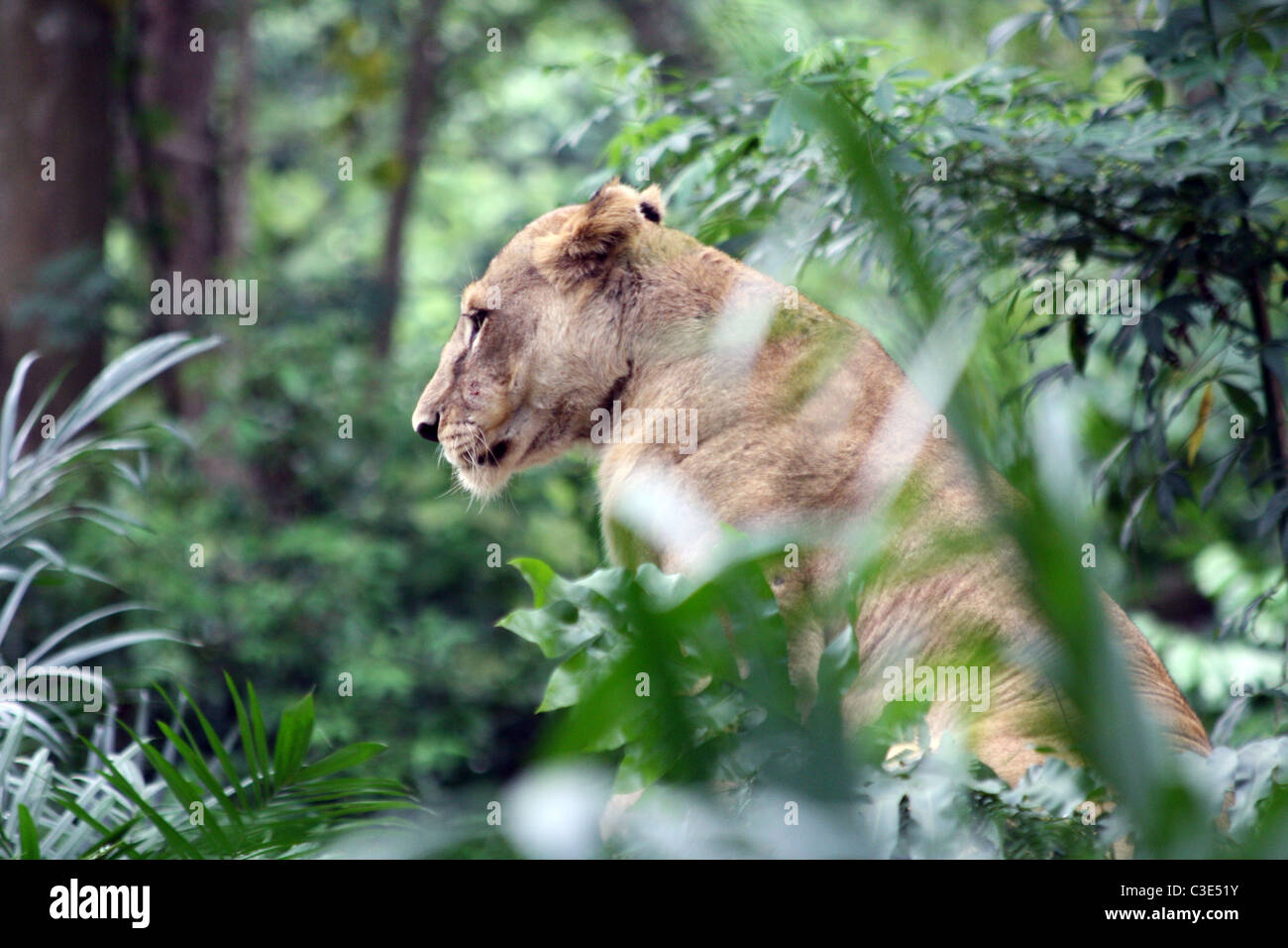 Eine Löwin (Panthera Leo) ausruhen im Schatten im Zoo von Singapur Stockfoto