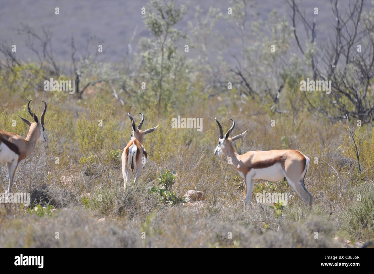 Springbock, ehemalige Südafrika Nationalsymbol Stockfoto