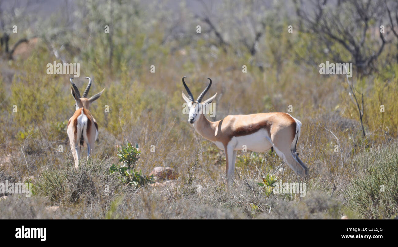 Springbock, ehemalige Südafrika Nationalsymbol Stockfoto