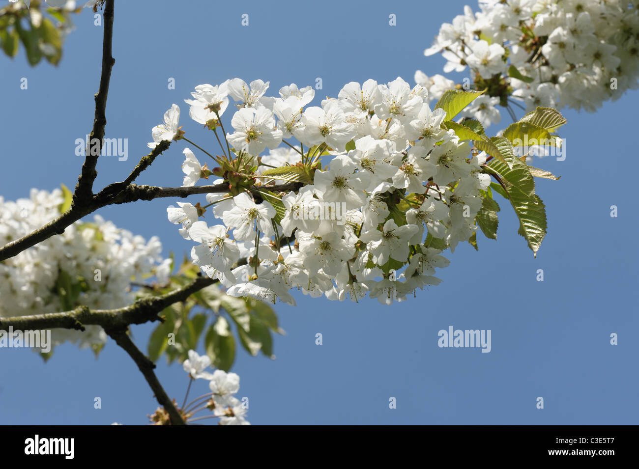 Kirschblüte im Frühling vor blauem Himmel Stockfoto