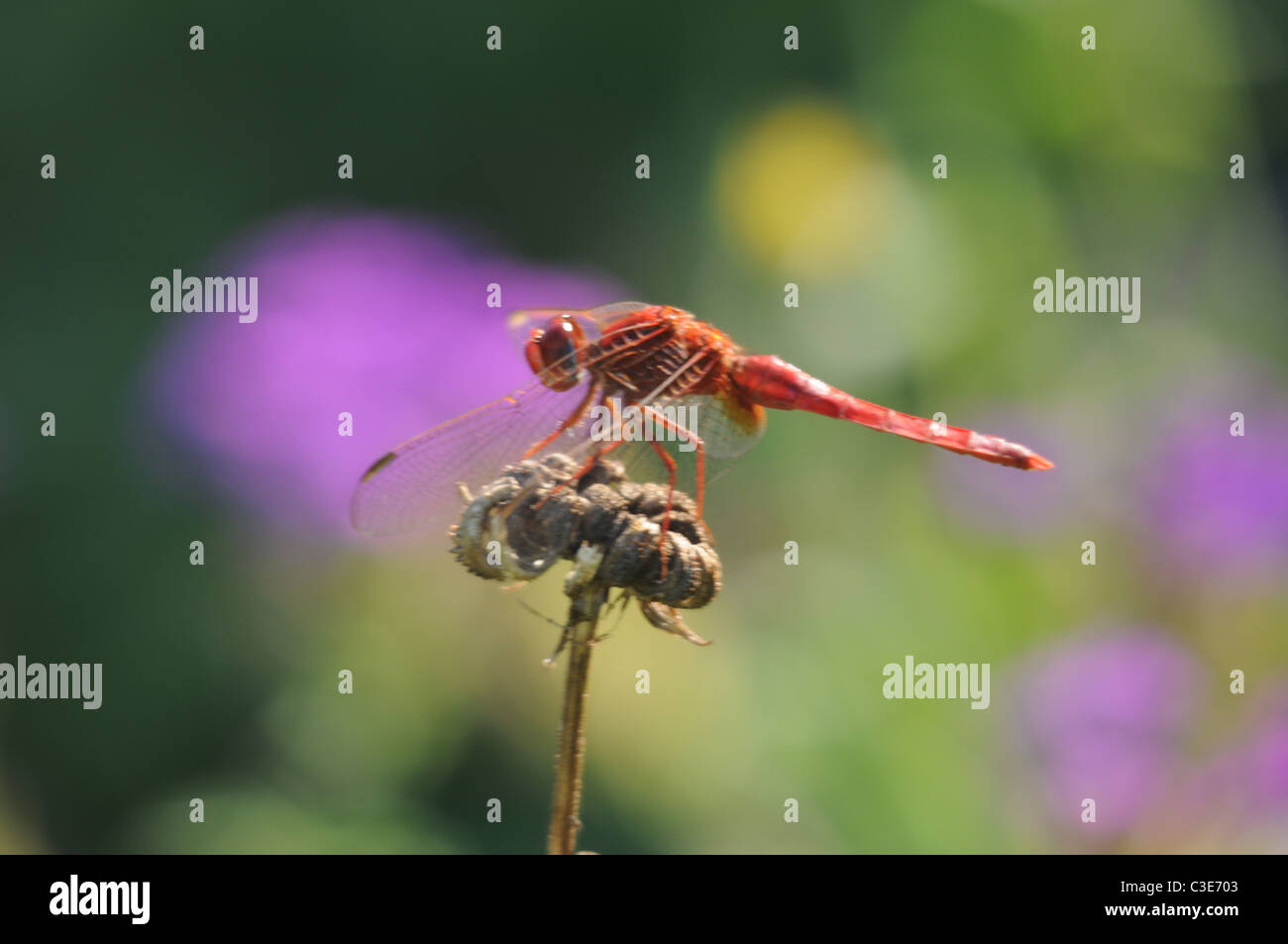 Rote Libelle, Insekten, Libellen, Blumen Stockfoto