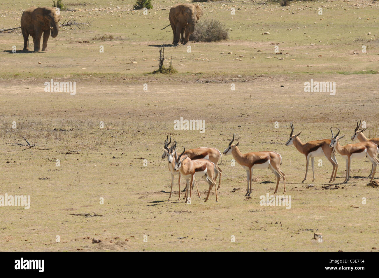 Eine Herde von Springbok, Elefant, Halbwüste Stockfoto