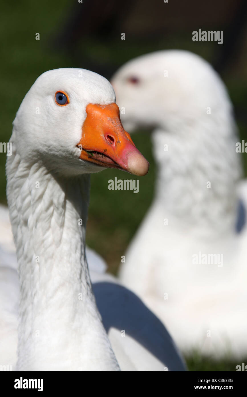 Nachlass von Tatton Park, England. Nahaufnahme einer Gans an Tatton Park Home Farm. Stockfoto