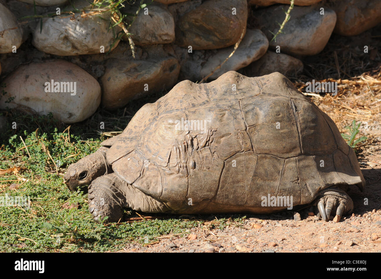 Close up Bilder der Pantherschildkröte, Reptilien, Wildtiere, Südafrika Stockfoto