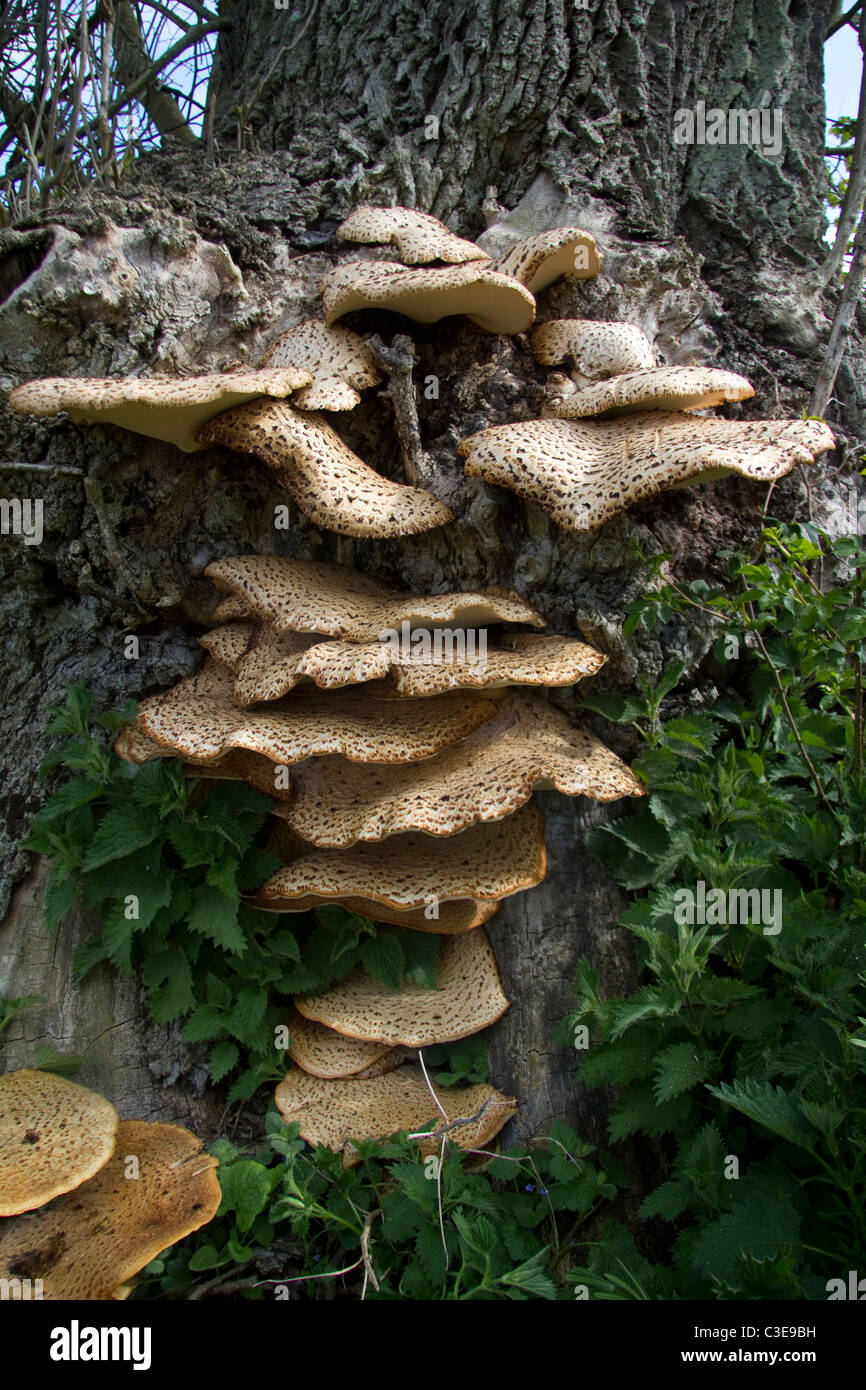 Die Dryade Sattel Polyporus an Stockfoto