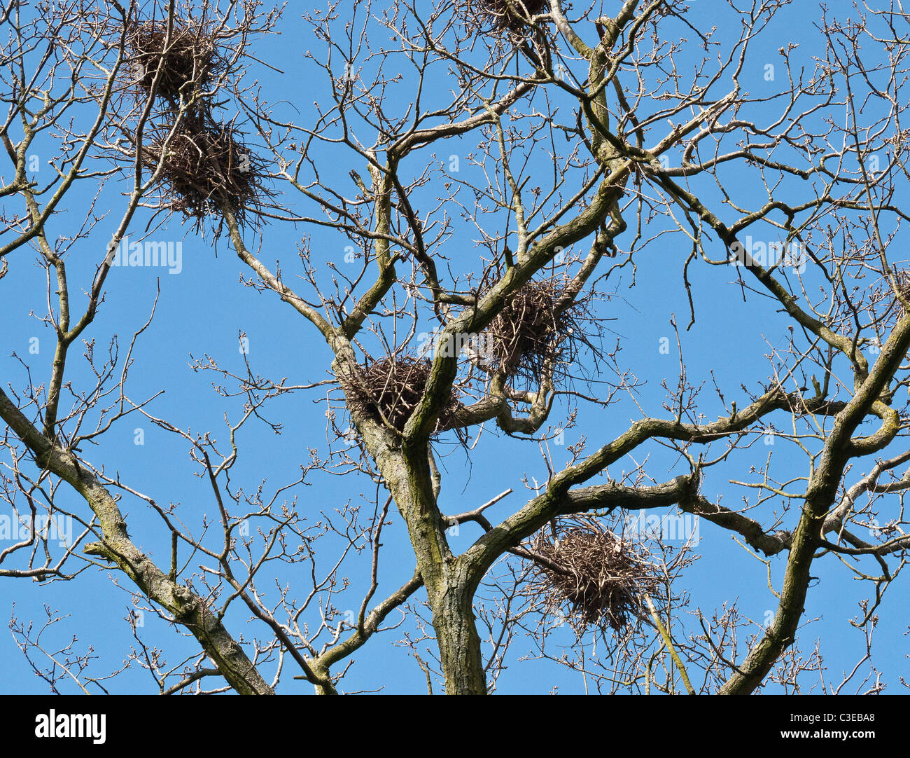 Saatkrähen Nester in einem Baum an Slimbridge, Gloucester, Großbritannien. Stockfoto