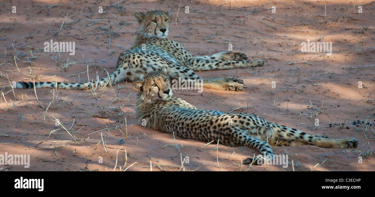 zwei jungen Geparden im Schatten entspannen Stockfoto