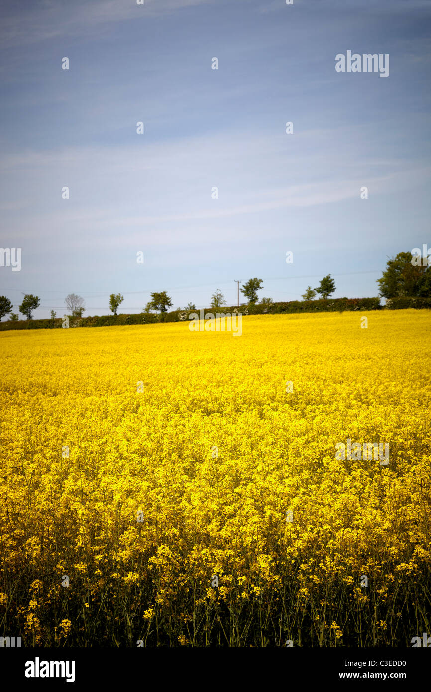 Raps-Feld mit blühenden Pflanze in Landschaft mit entfernten Hecke und blauer Himmel. Stockfoto