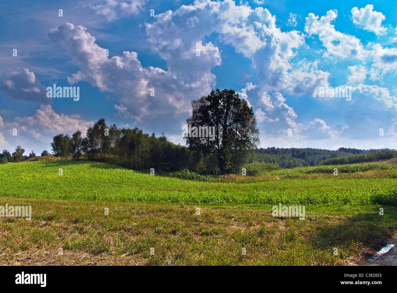 Polnische Felder in der Roztocze Region Südosteuropa Polen Stockfoto