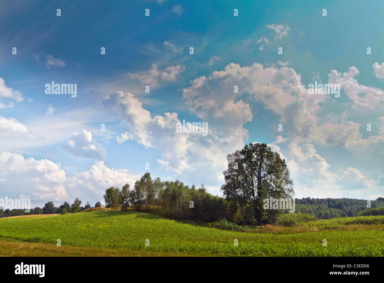 Polnische Felder in der Roztocze Region Südosteuropa Polen Stockfoto