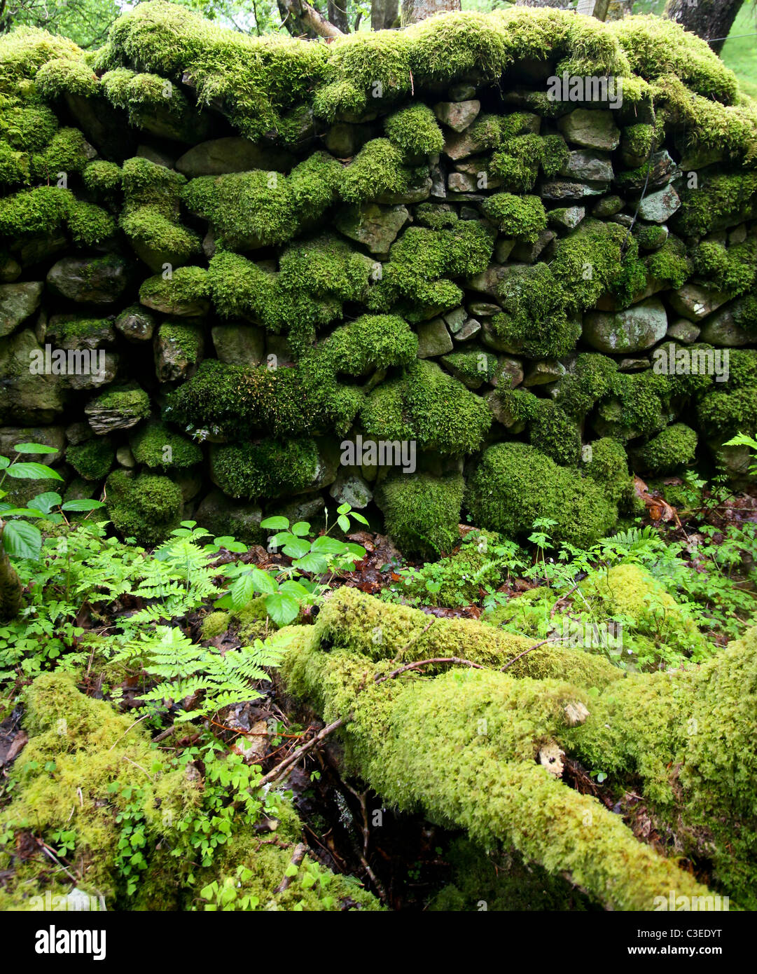 Moosige Wand auf der Quaker-Trail in der Nähe von Wales, Nord-Wales Stockfoto