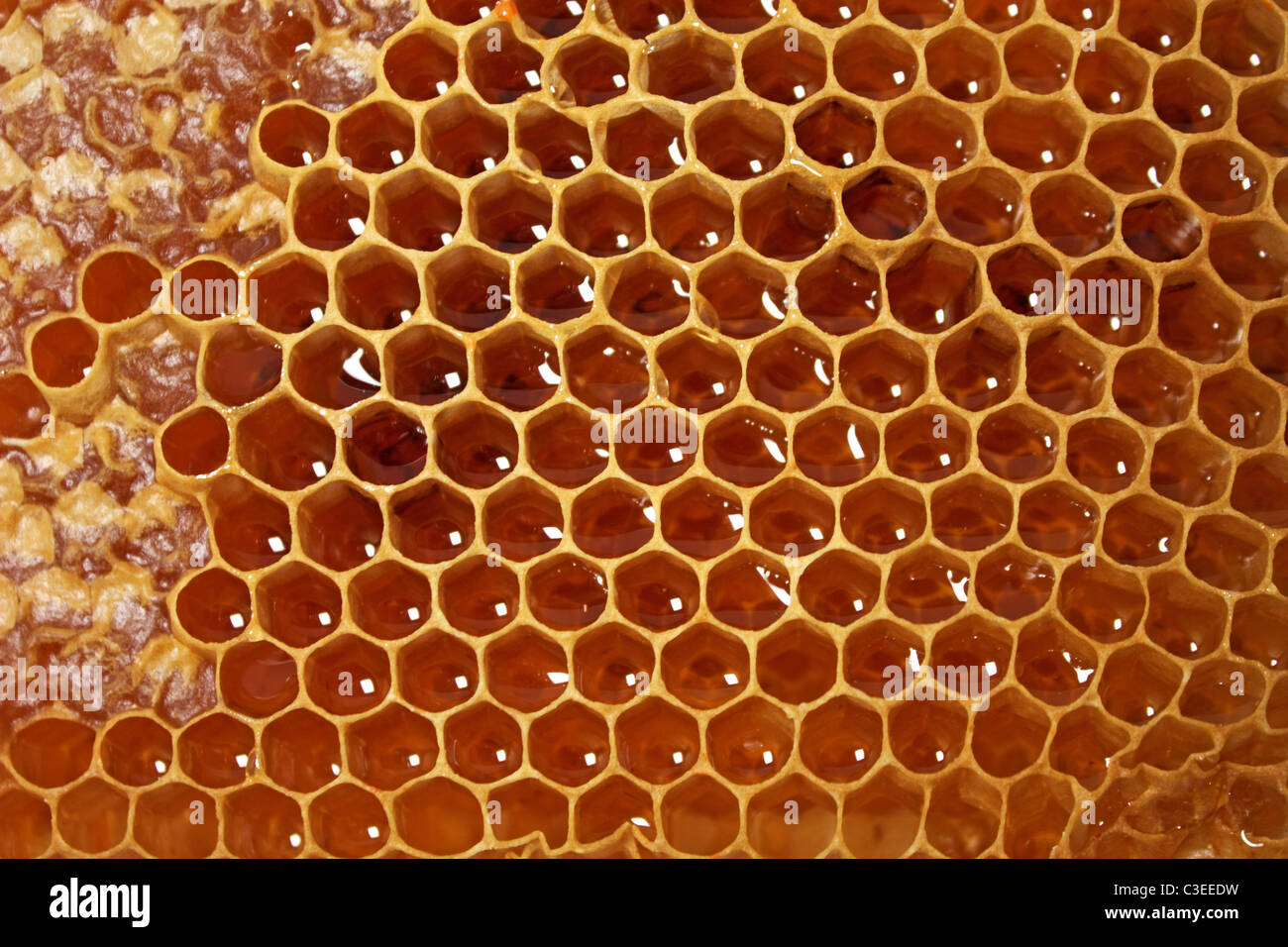 Waben mit Honig isoliert auf weiss gefüllt Stockfoto