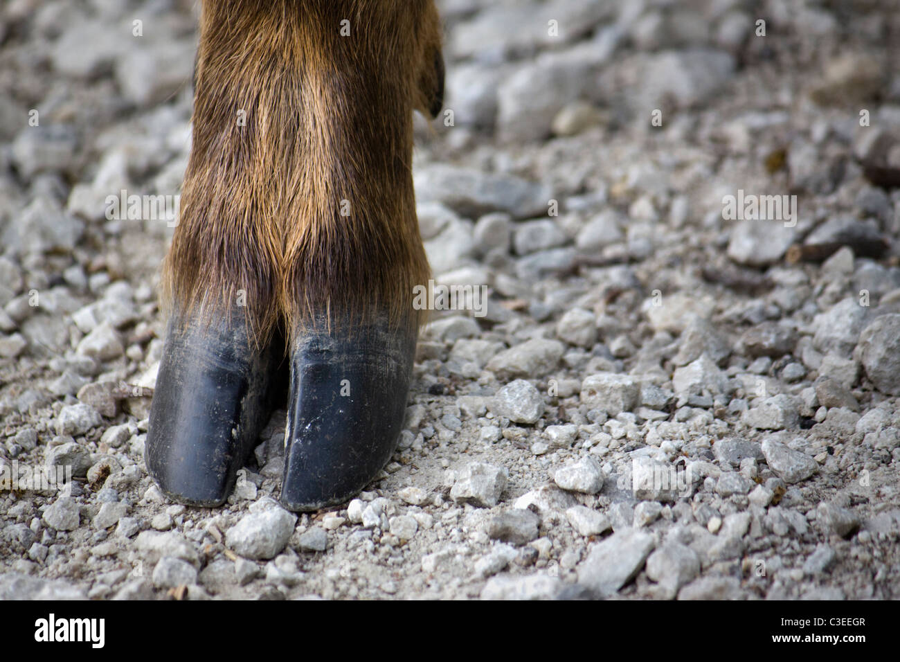 Rehe-HUF Stockfoto