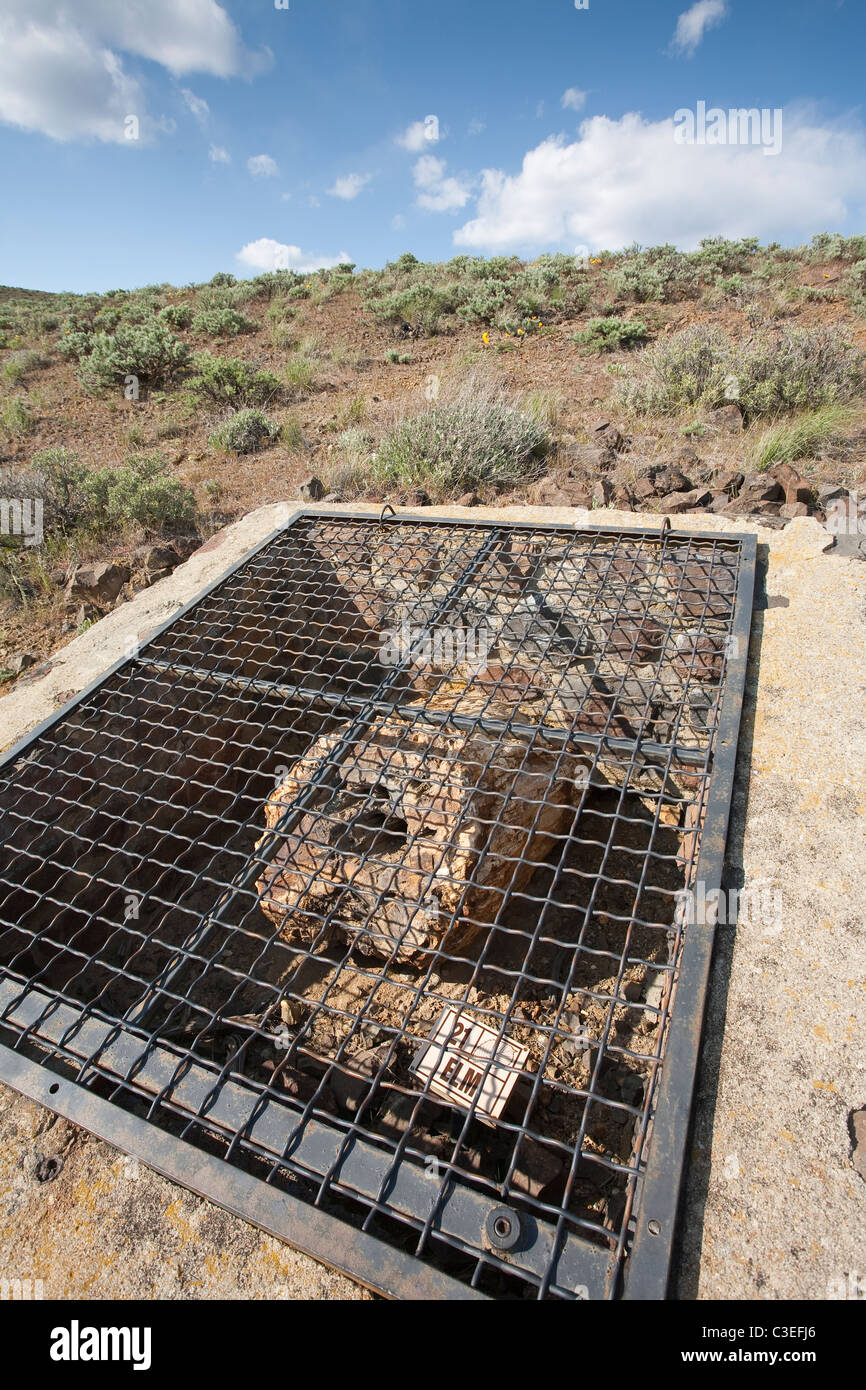 Versteinertes Holz auf Ausstellung im Ginkgo Petrified Forest State Park, Kittitas County, Washington, Kittitas County, Washington Stockfoto
