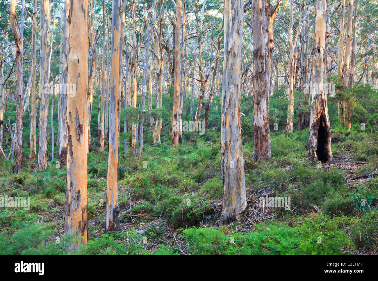 Karri Bäume (Eucalyptus Diversicolor) an Boranup Forest im leeuwin-naturaliste National Park, Margaret River, Australien Stockfoto