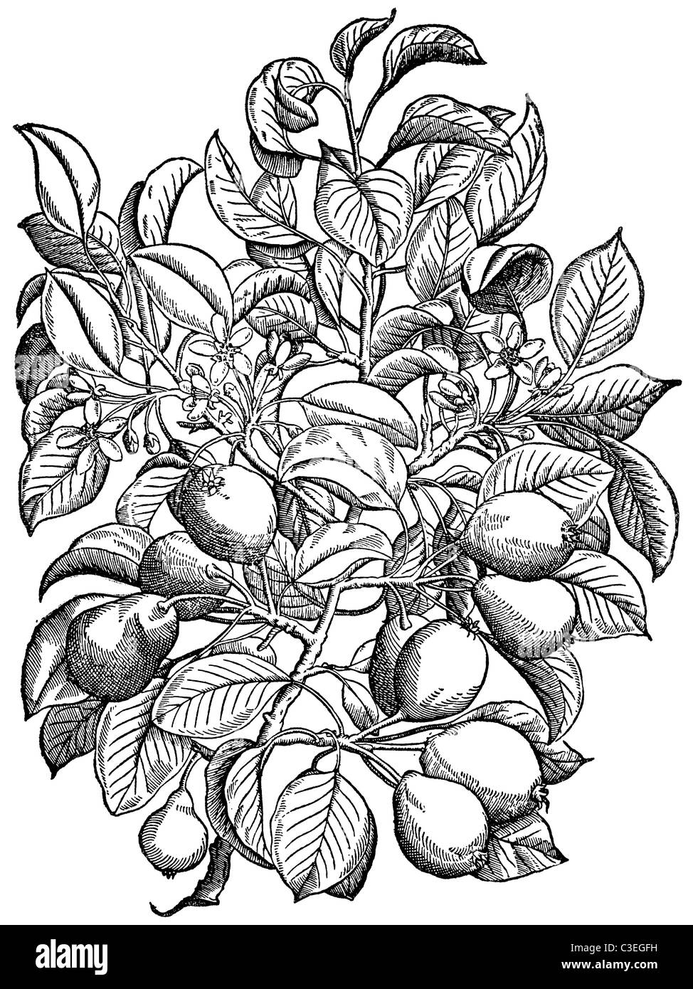 Textur der Birne lässt basierend auf mittelalterlichen Kräuter. Stockfoto