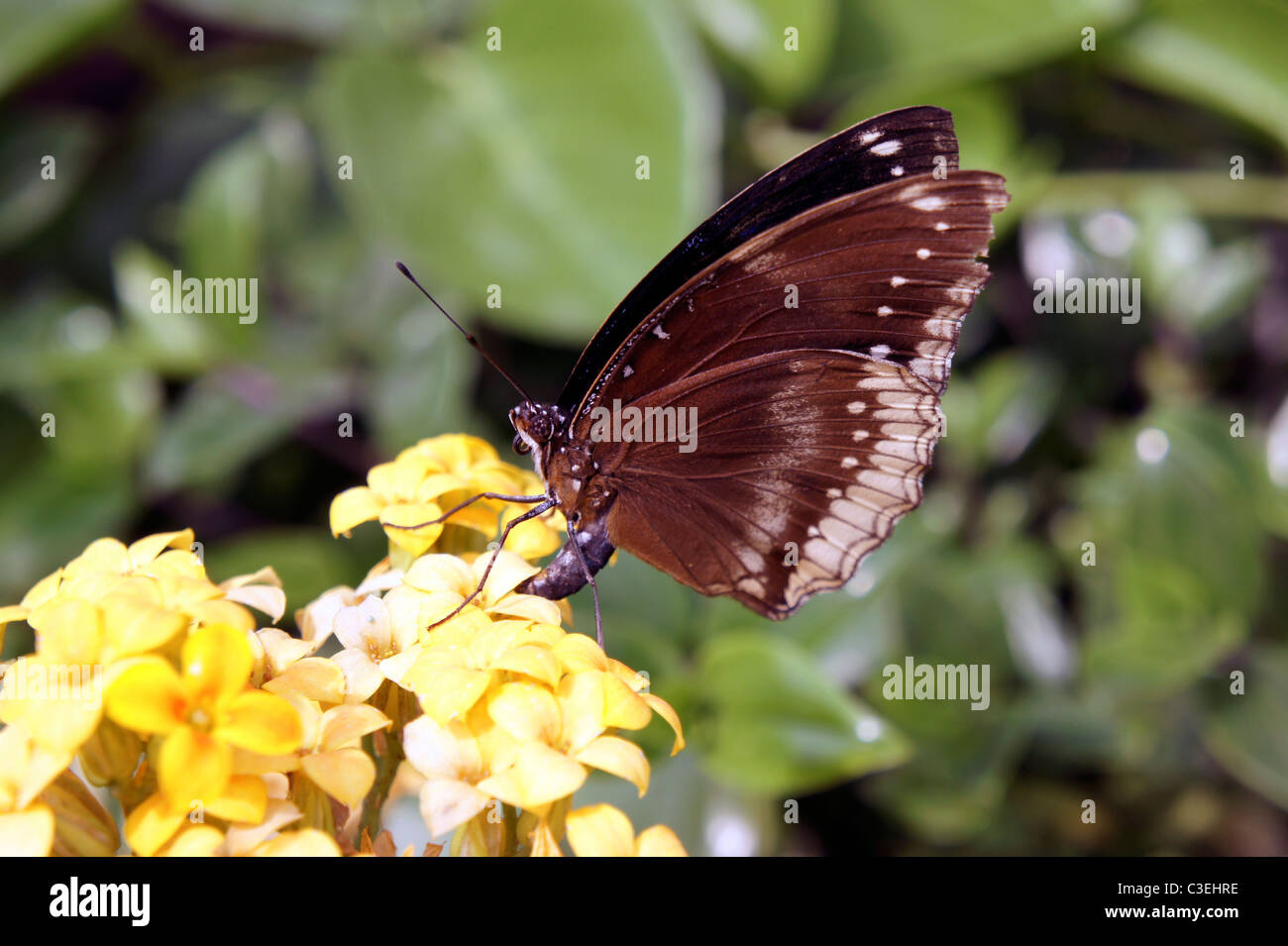 Nahaufnahme von Schmetterling Stockfoto