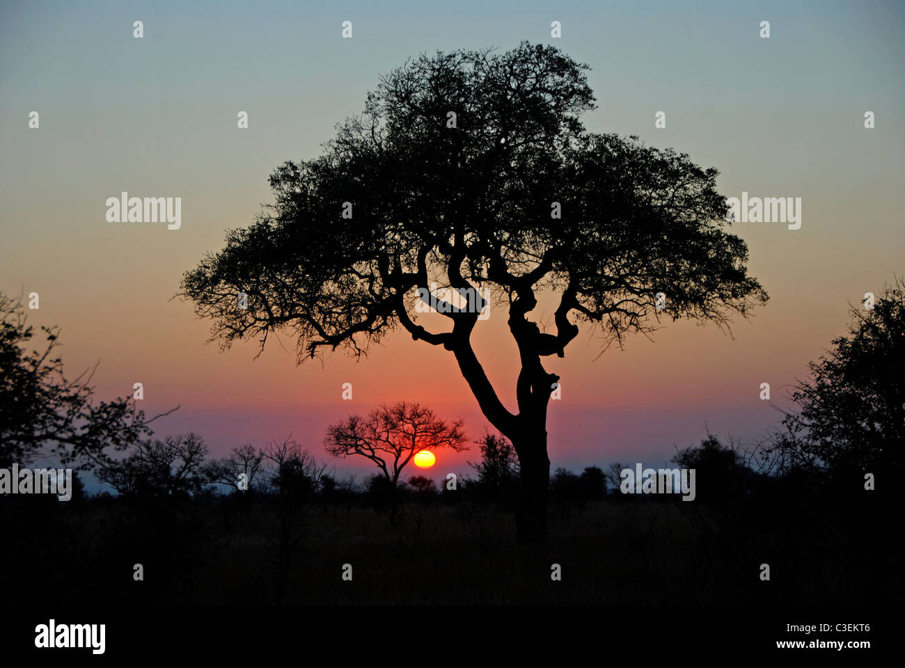 Südafrikanischen Landschaften gehören Wüste, Grasland, Buschland und Berge. Winter staubiger Sonnenaufgang im Krüger Nationalpark Stockfoto