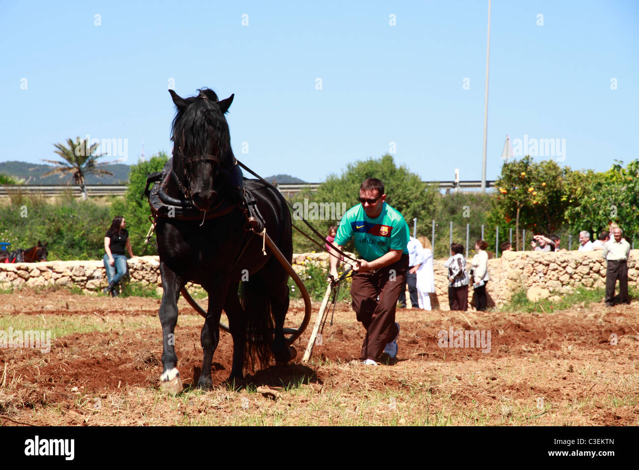 Bauer, der Pferd-pflügt das Feld Stockfoto