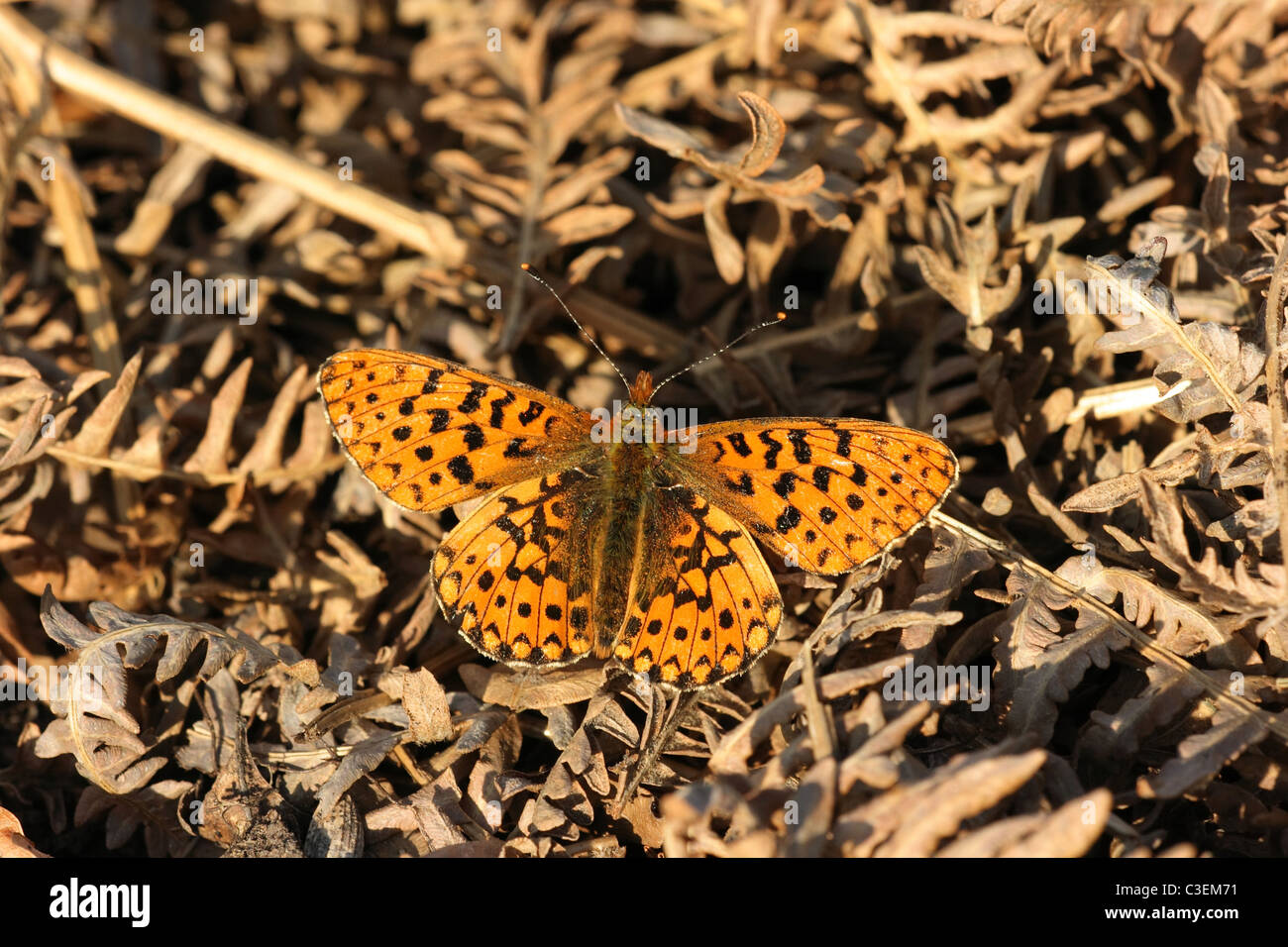 Pearl grenzt Fritillary auf Lebensraum auf Dartmoor, Devon, UK Stockfoto