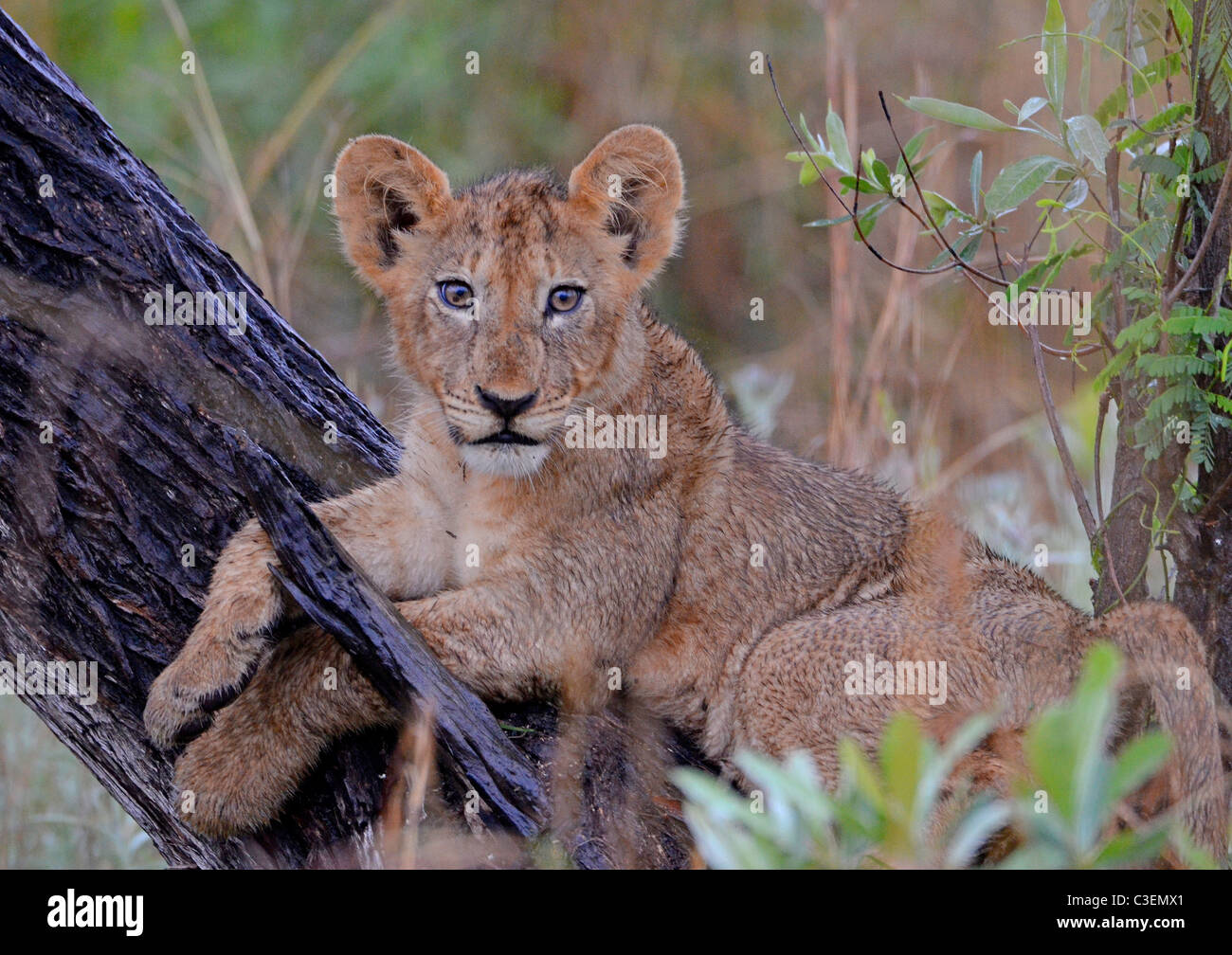 Erschwingliche hervorragende Tierbeobachtungen im Krüger National Park, Südafrika. Helle Augen Löwenjunges, spielen im Baum. Stockfoto
