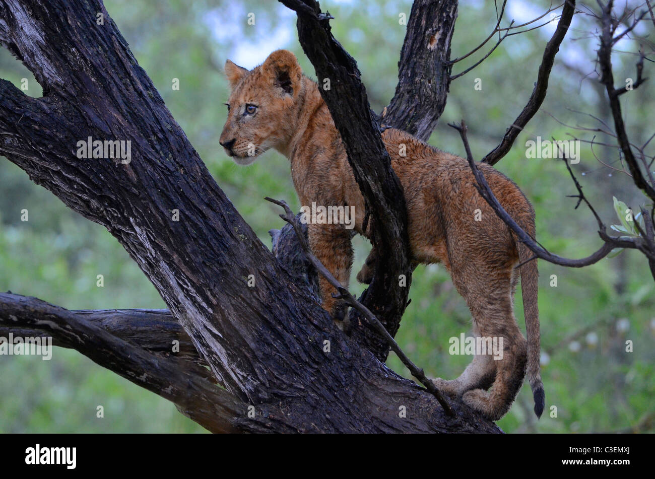 Tierbeobachtungen im Krüger Park in Südafrika ist erschwinglich und einfach. Neugierige nasse Löwenjunges ein Kletterbaum Stockfoto
