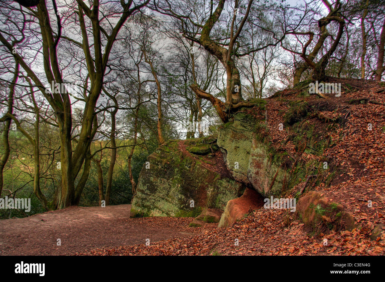 Woodland, Rand, Alderley Edge, Cheshire, England, Vereinigtes Königreich Stockfoto