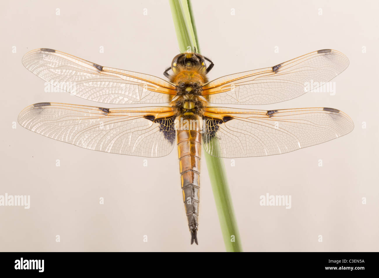 Libellula Quadrimaculata - vier-spotted Chaser Libelle Stockfoto