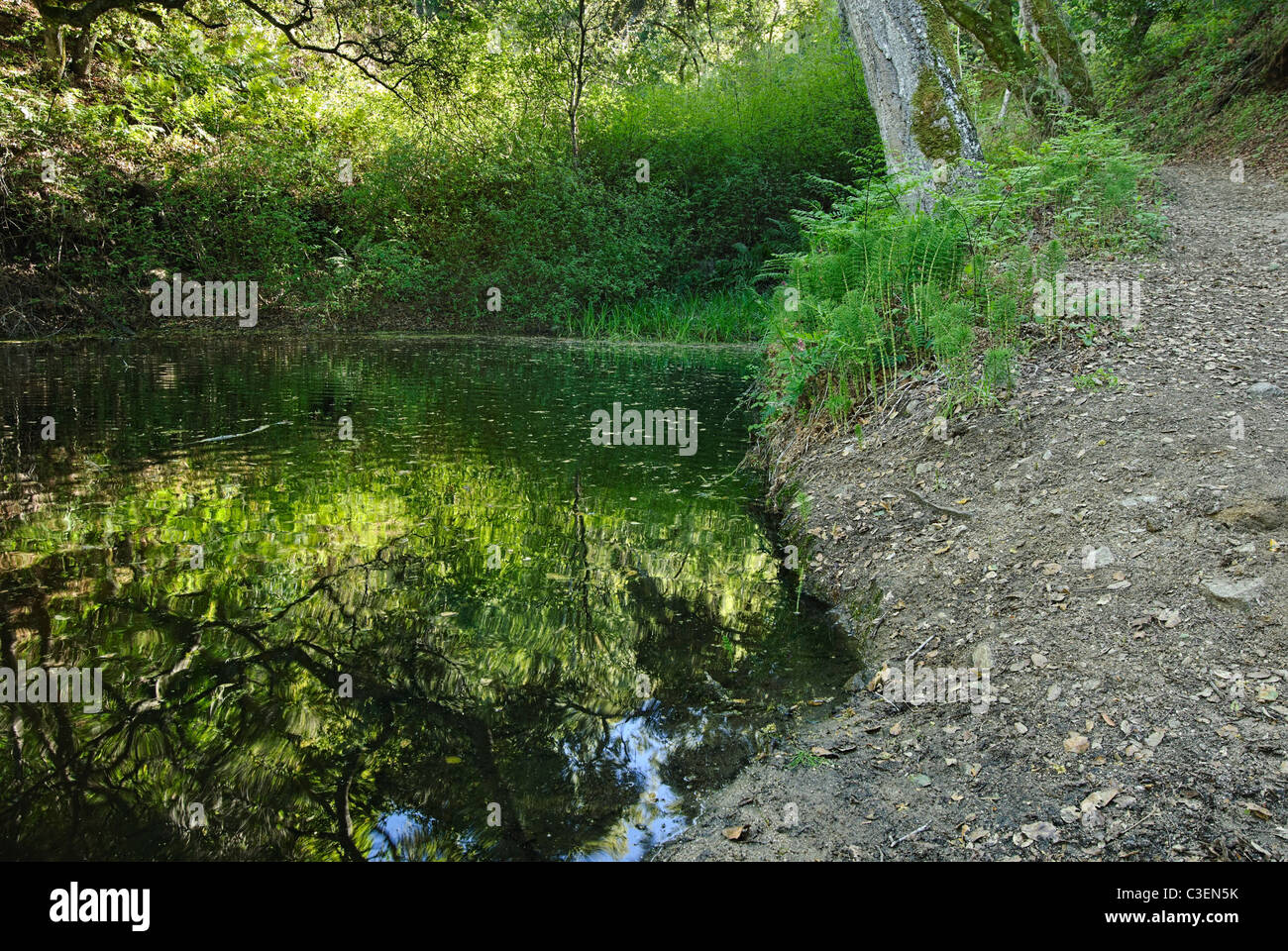 Farn reflexion Fotos und Bildmaterial in hoher Auflösung Alamy