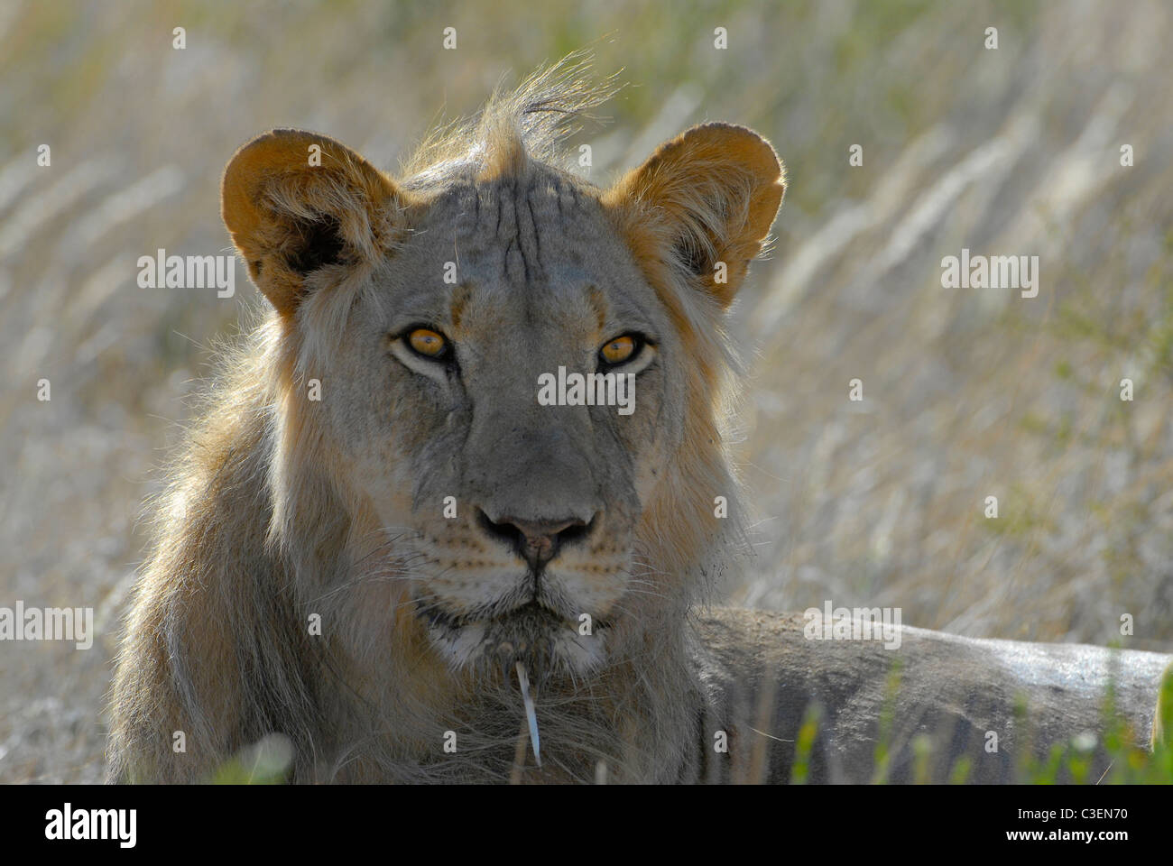 Tierbeobachtungen in den Kgalagadi Transfrontier Park, Südafrika ist erschwinglich. Junge männliche Löwen mit Stachelschwein Federkiel in Lippe Stockfoto