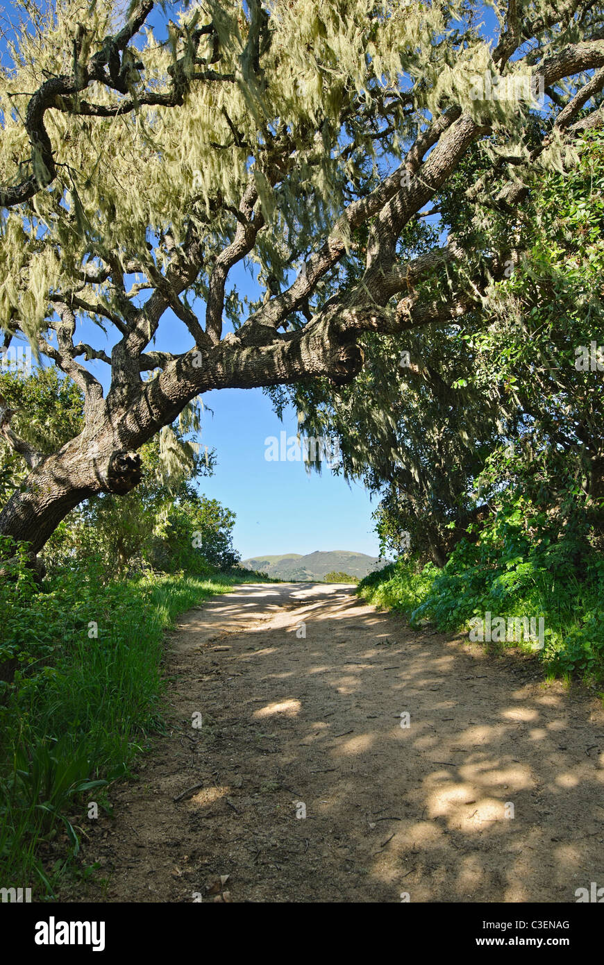 Moos bedeckt Baum in Garland Ranch Park in Monterey, Kalifornien. Stockfoto