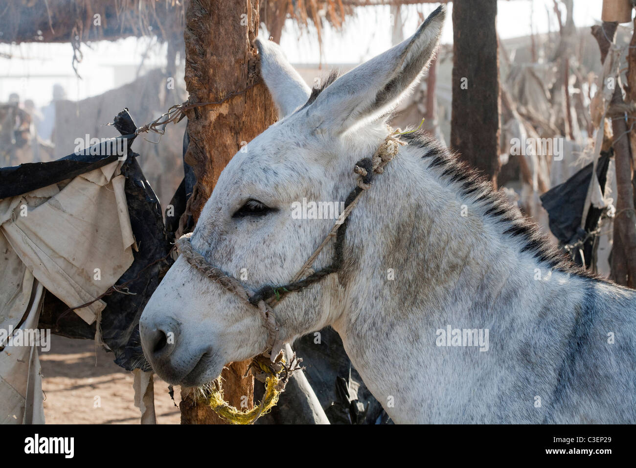 Esel an der Vieh- und Kamelmarkt wartet in der Nähe von Luxor Ägypten Stockfoto