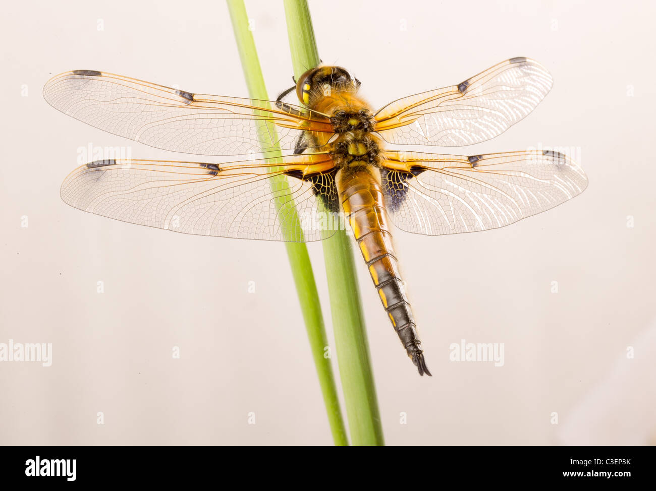 Libellula Quadrimaculata - vier-spotted Chaser Libelle Stockfoto