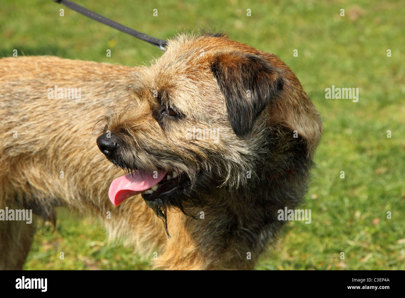 Ein Border Terrier Hund an der Leine, Blick nach hinten Stockfoto