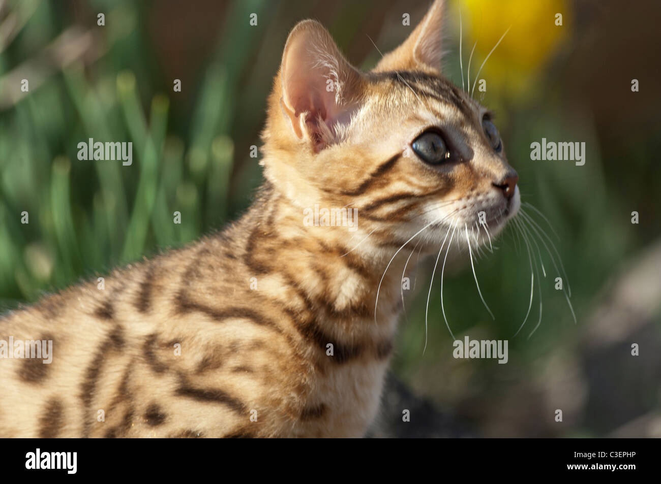 Stock Foto-Profil eines 12 - Wochen alten Bengal Kitten. Stockfoto
