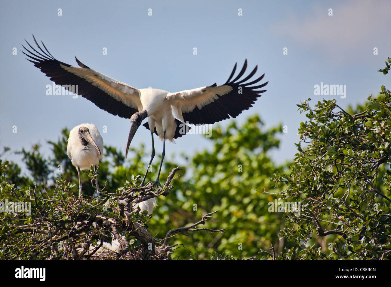 Holz-Storch wieder in das nest Stockfoto