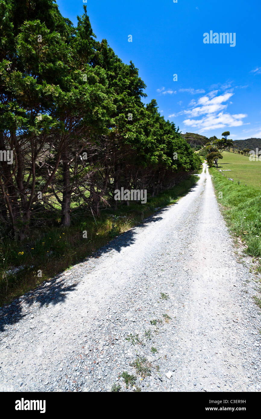 Steinigen Wanderweg, umgeben von grünen Bäumen. Sommer mit strahlend blauem Himmel. Whangarei Heads, Neuseeland Stockfoto