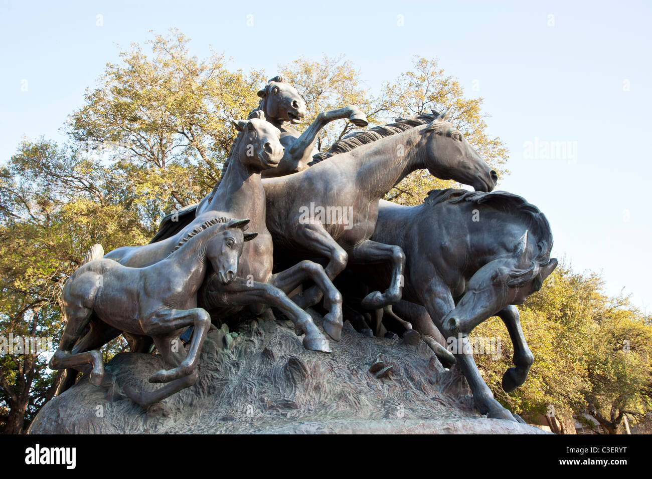 Die Mustangs, University Of Texas. Stockfoto