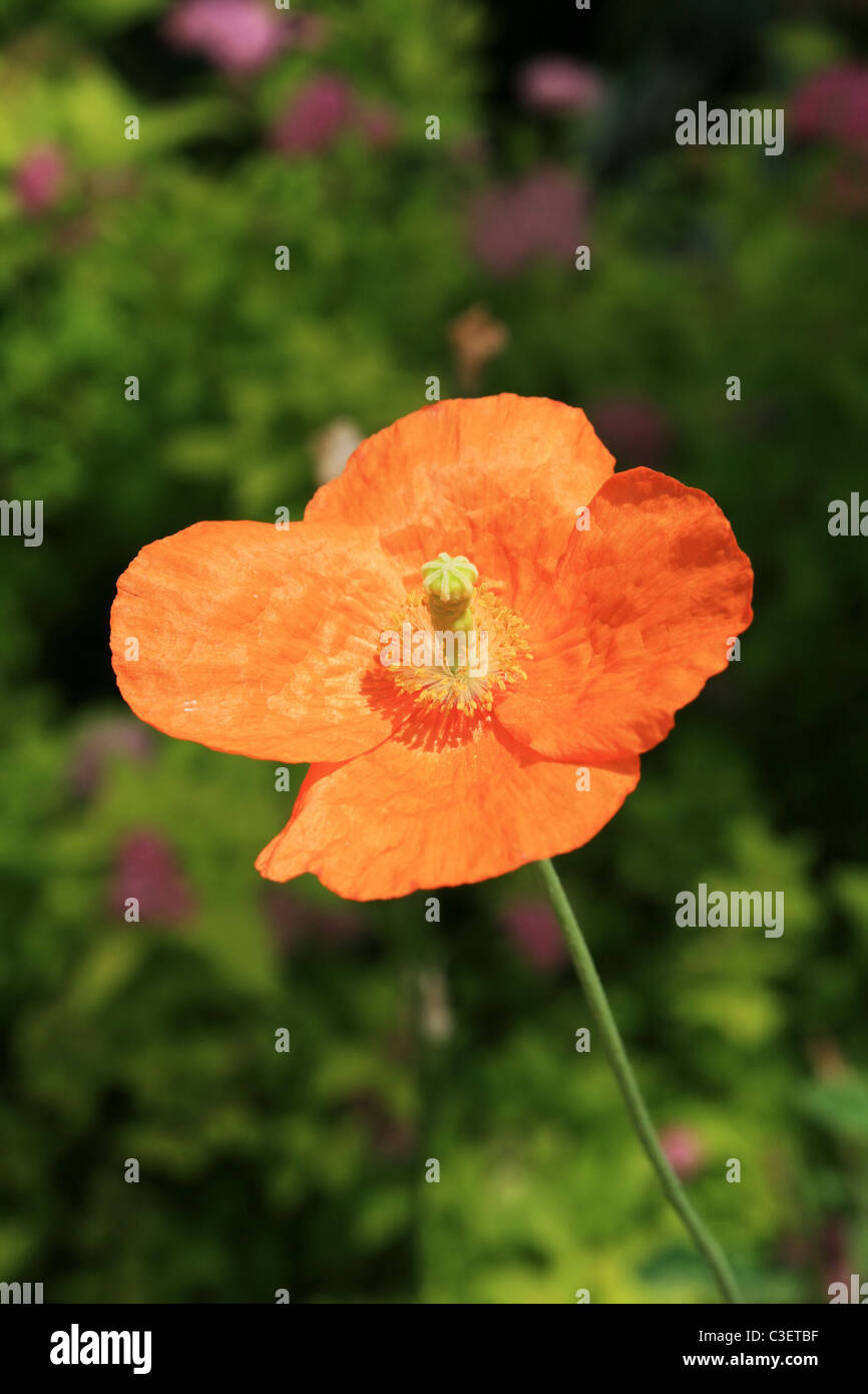 hell orange Mohn Blume mit Fokus Blüten im Hintergrund Stockfoto