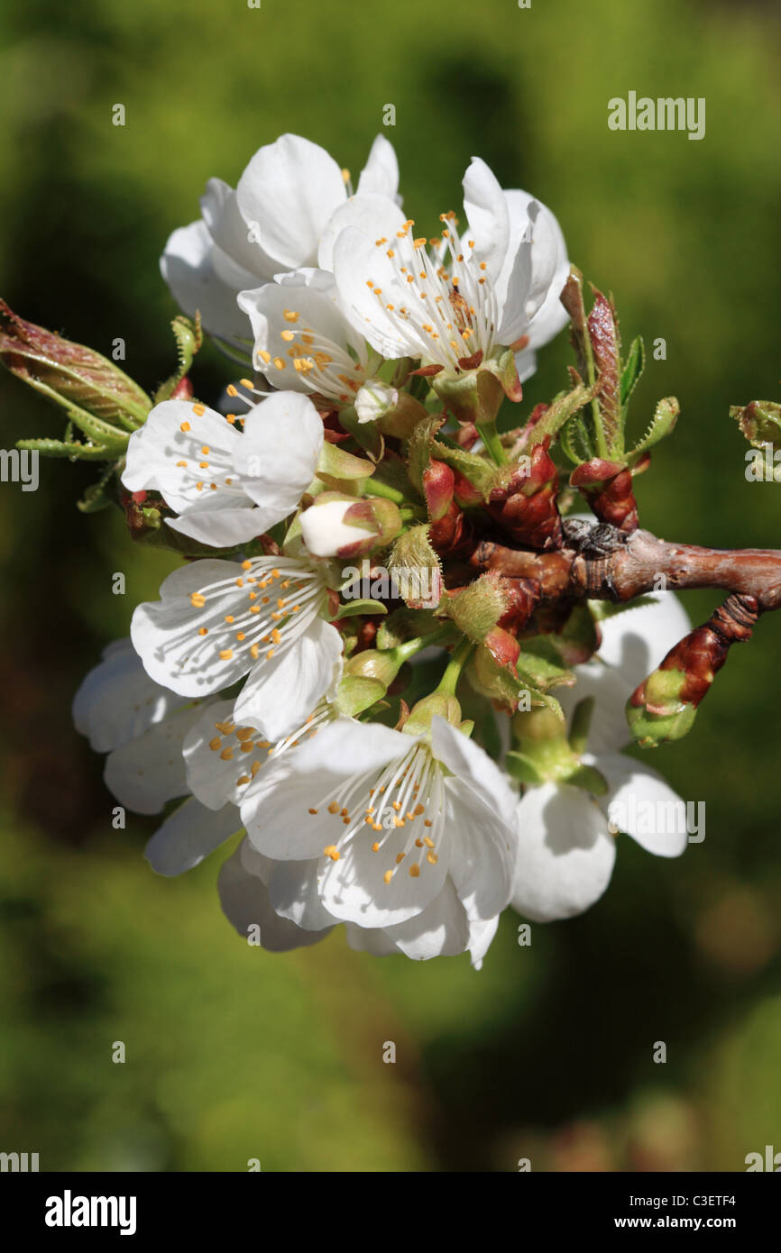 Makro-Bild des weißen Kirschblüten mit grünem Hintergrund Stockfoto