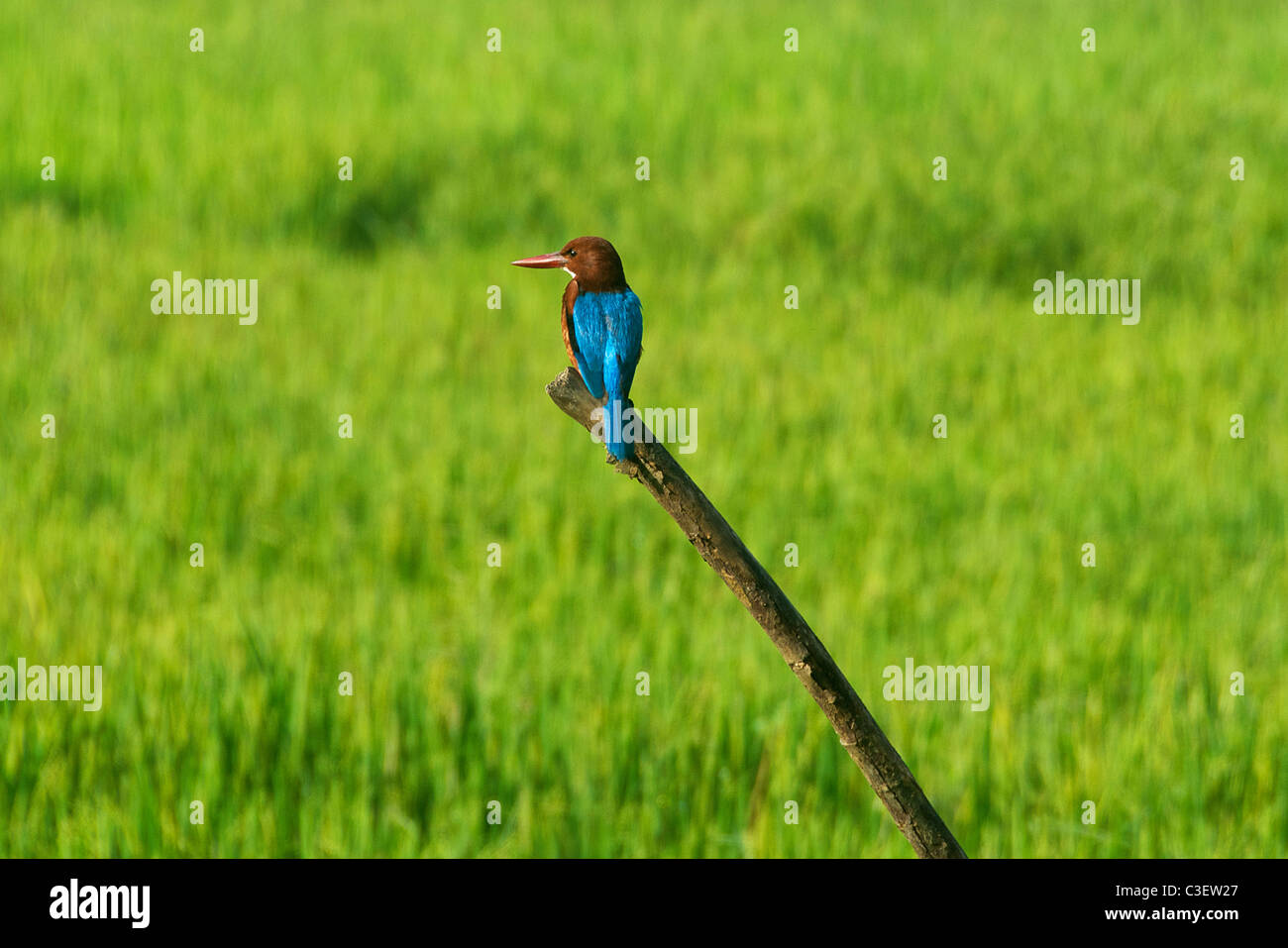 Weiße-throated Kingfisher Süden Sri Lankas Stockfoto