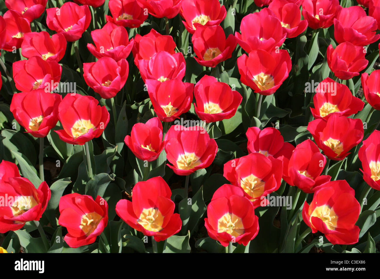 Gruppe von roten Tulpen am Ness Gärten, Wirral, UK Stockfoto